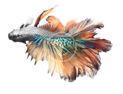 Vail Tail Betta Fish